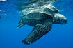 Leatherback Turtle