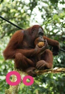 O is for Orangutan