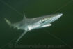 Sharpnose Shark