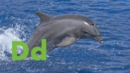 D is for Dolphin
