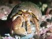 Hermit Crab