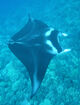 Reef Manta Ray