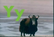 Yak