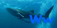 Whale Shark