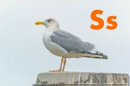 Seagull