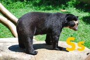 Spectacled Bear