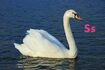 Swan