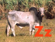 Zebu
