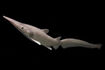 Goblin Shark