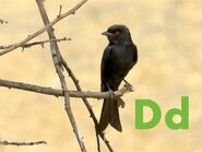 Drongo
