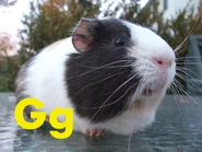 Guinea Pig