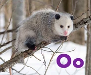 Opossum