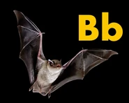 Bat