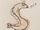 Sand Eel