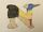 Northern Cassowary