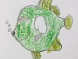 Queensland Grouper