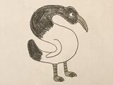 Sacred Ibis