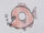 Orange Roughy