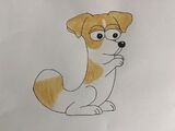 Jack Russell Terrier