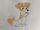 Jack Russell Terrier