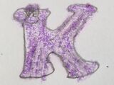 Kraken