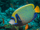 Angelfish.png