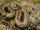 Adder.jpg