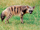 A Aardwolf.png