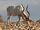 Addax.jpg