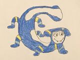 Gooty Sapphire Tarantula