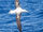 Albatross.jpg