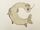 Carp