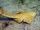 Angelshark.jpg