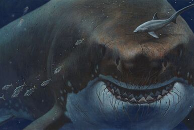 Great white shark revisits the Carolinas