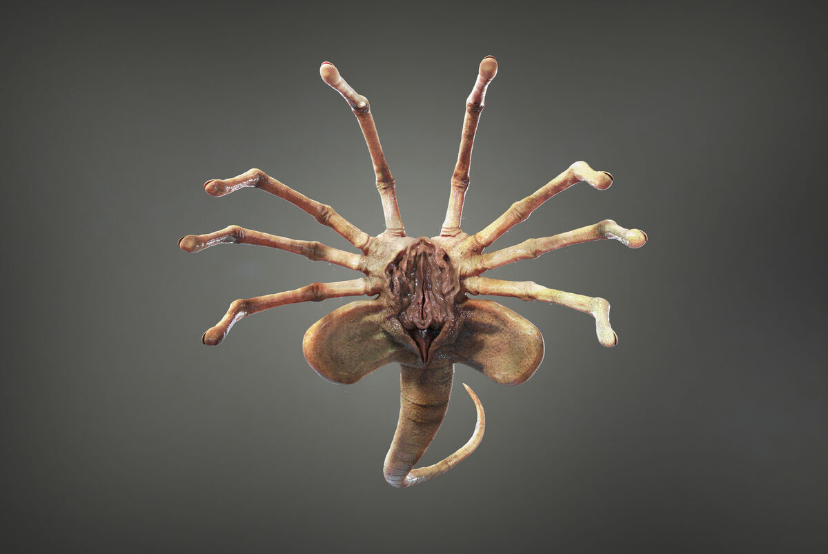 Facehugger AlpheaPedia Wiki Fandom