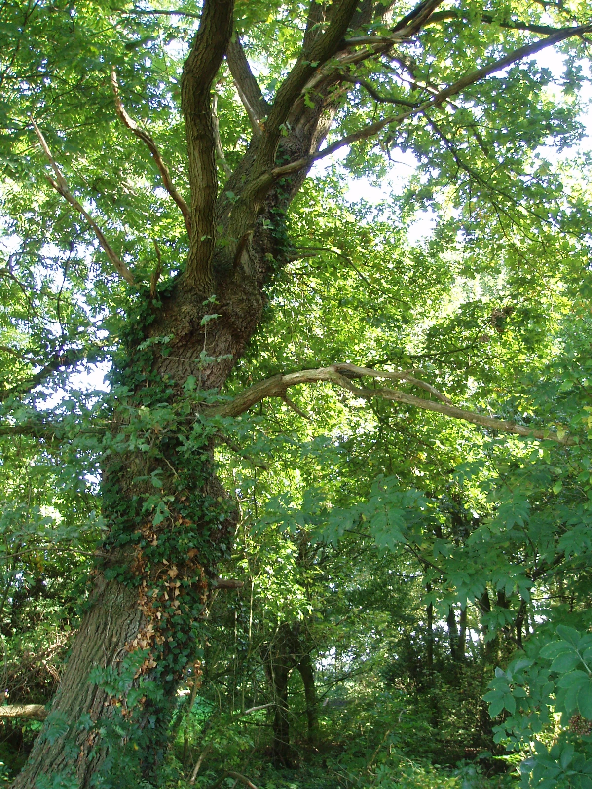 Altenforst Altendorf Wiki Fandom