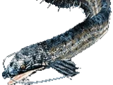 Callichthys