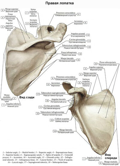Scapula