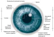 Строение радужки (tryphonov.ru)