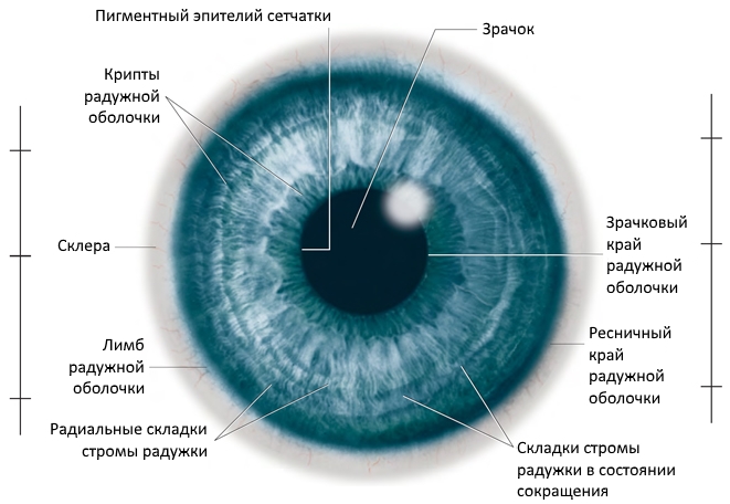 Строение радужки (tryphonov.ru)