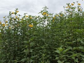 1280px-Helianthus tuberosus kz7