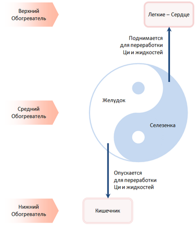 Подъем Ци Селезенки