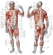 Мышцы человека 22710.jpg