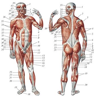 Мышцы человека 22710.jpg