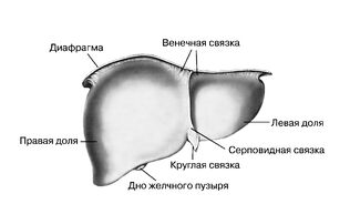 Печень человека, вид спереди