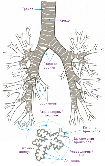 Содержит бронхи и бронхиолы. Трахея бронхи бронхиолы. Бронхиальное дерево и главные бронхи. Бронхиальное дерево и ацинус. Бронхи бронхиолы и альвеолы.
