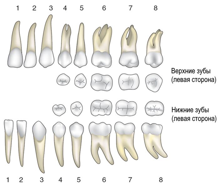 Верхние и нижние постоянные зубы