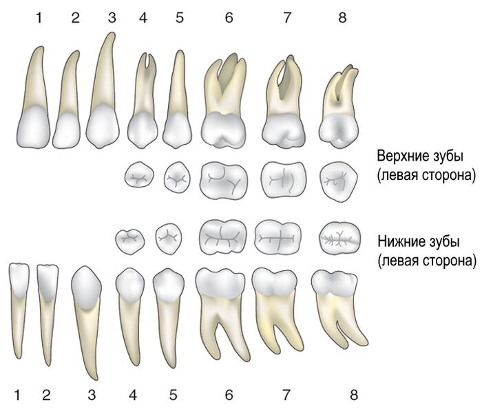 Молочные и постоянные зубы фото