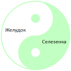 Взаимоотношения Желудка и Селезенки