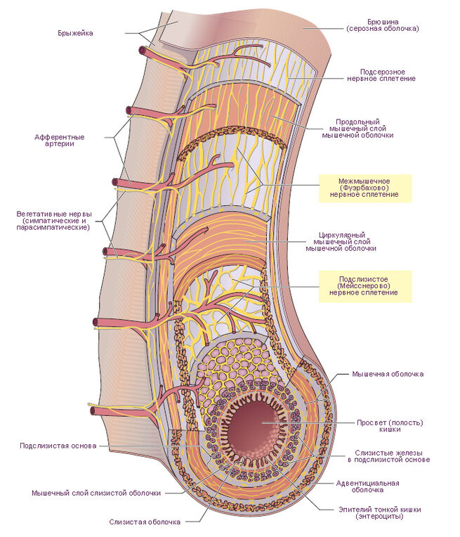 Нейронные сети стенки тонкой кишки
